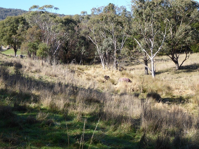 Lot 415 Holm Street, Tumbarumba NSW 2653