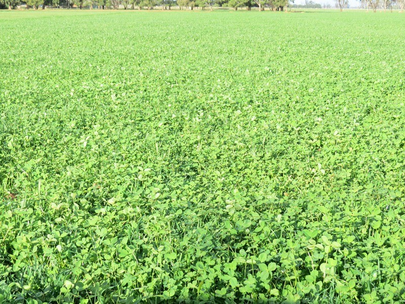 2002 Bunnaloo Road, Bunnaloo NSW 2731