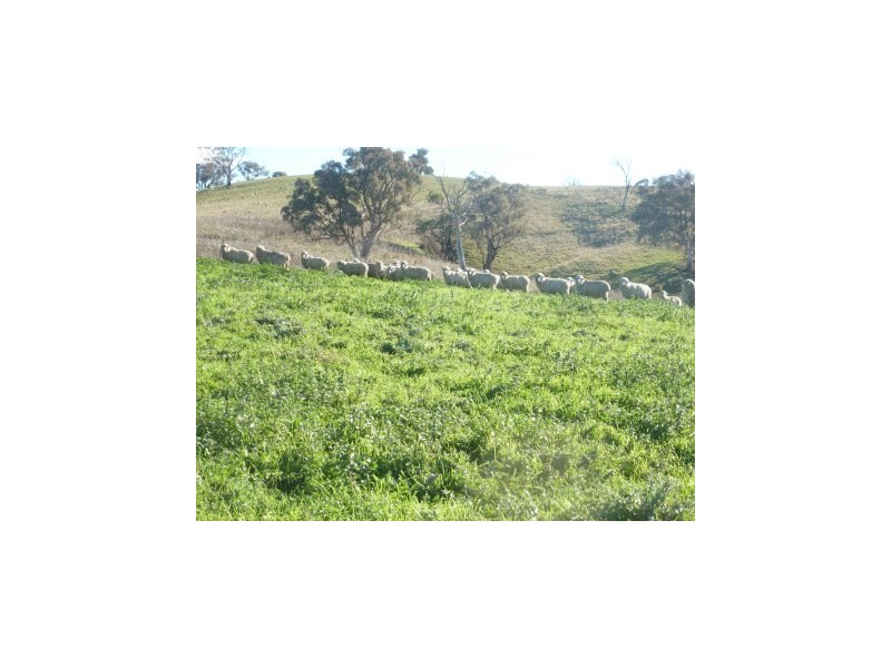 1700 Kenyu Road, Boorowa NSW 2586