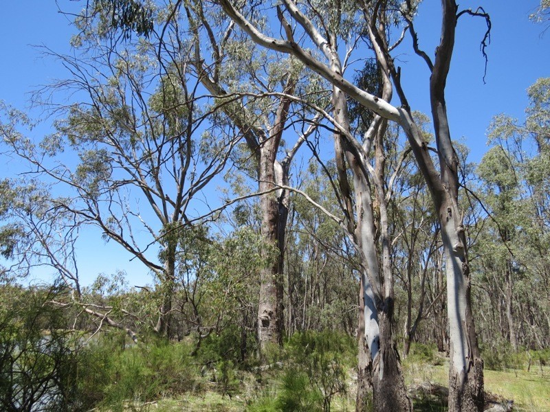 52 Stevens Weir Road, Deniliquin NSW 2710
