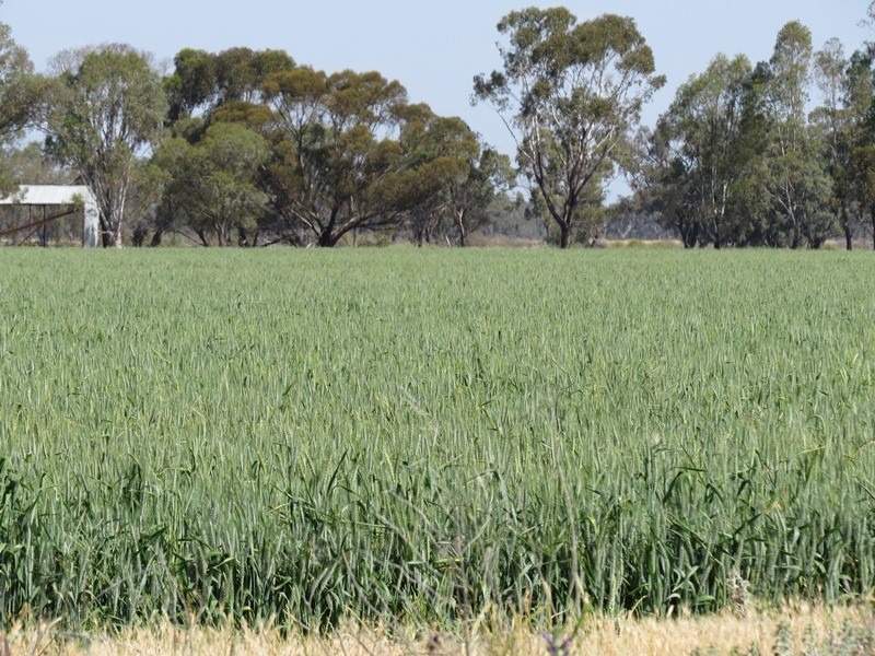 ”Lynore” Wakool Road, Barham NSW 2732