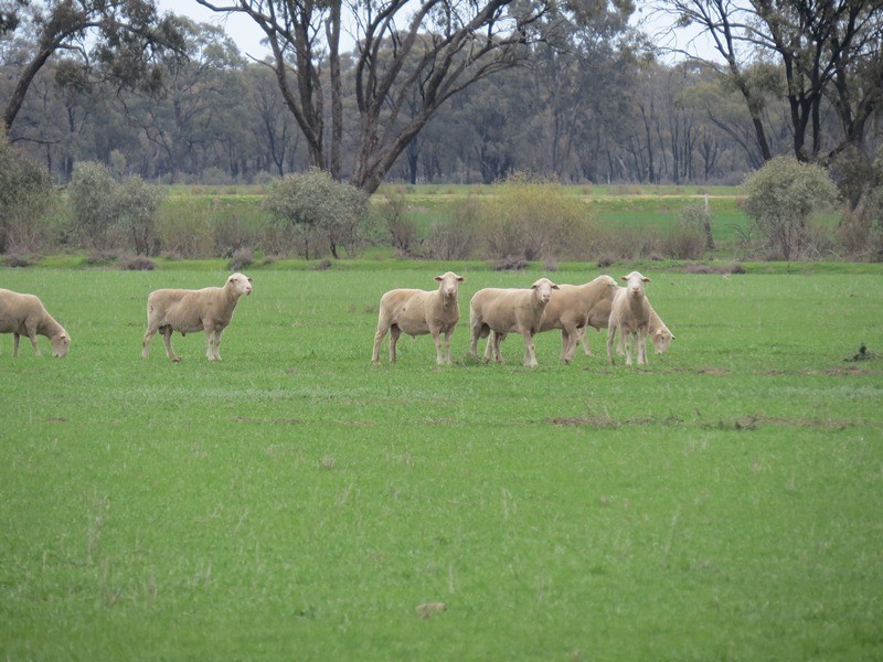 ”Lynore” Wakool Road, Barham NSW 2732