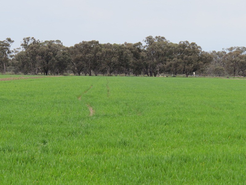 ”Lynore” Wakool Road, Barham NSW 2732