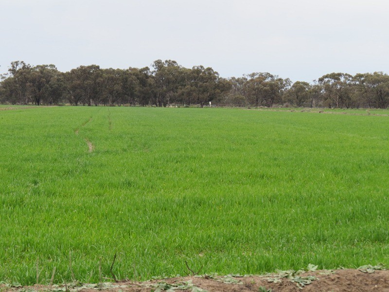 ”Lynore” Wakool Road, Barham NSW 2732