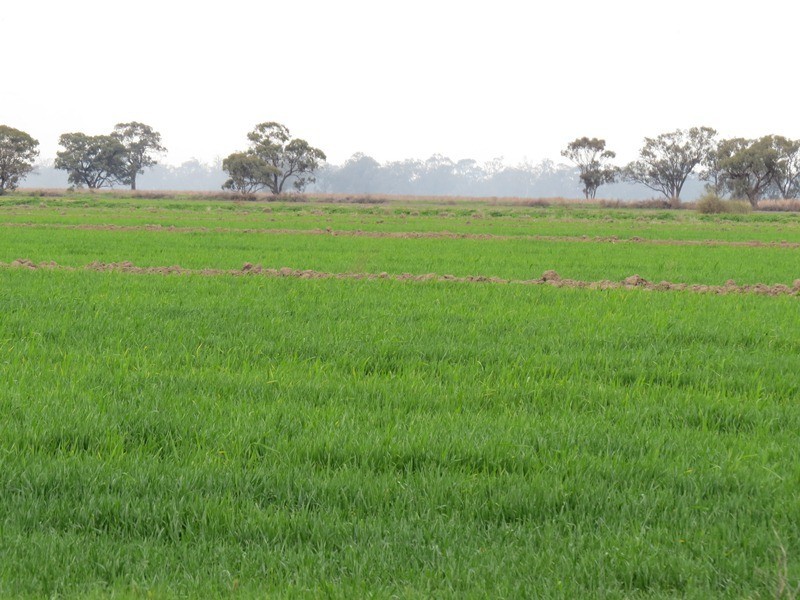 ”Lynore” Wakool Road, Barham NSW 2732