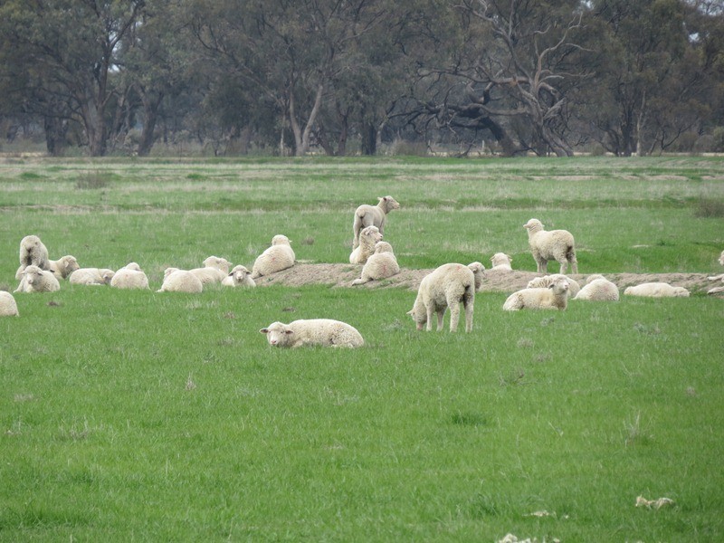 “Lynore” Wakool Road, Barham NSW 2732