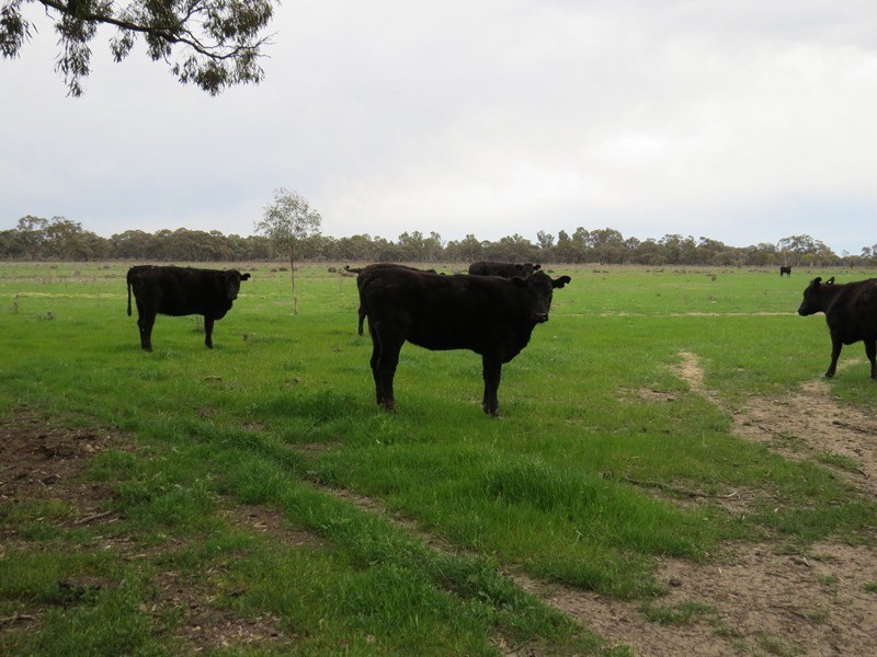 “Lynore” Wakool Road, Barham NSW 2732