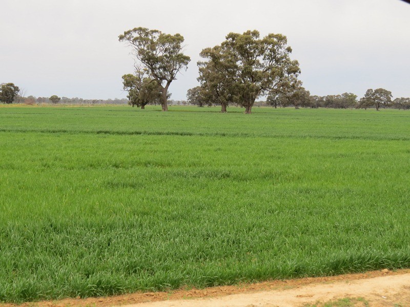 “Lynore” Wakool Road, Barham NSW 2732