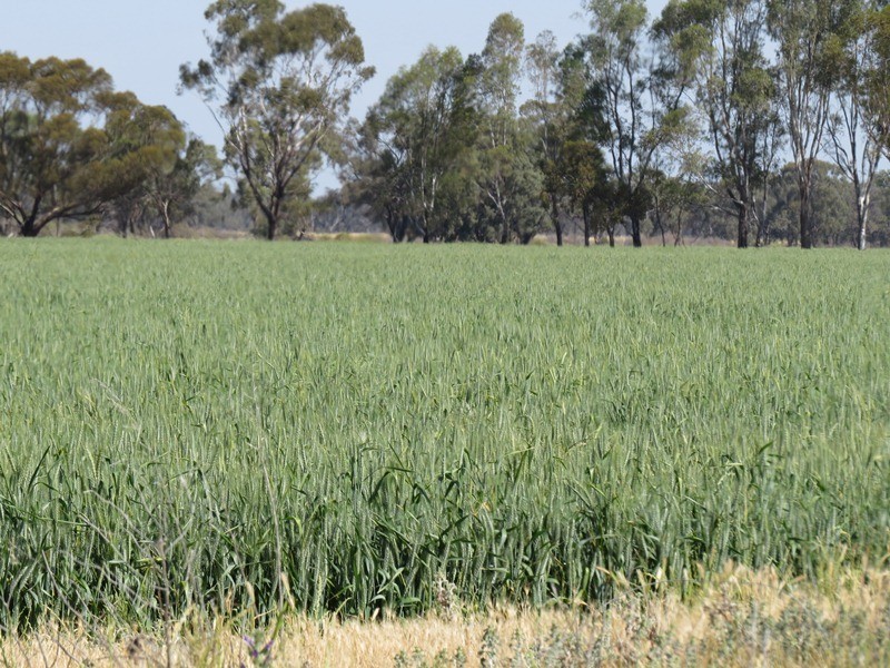 “Lynore” Wakool Road, Barham NSW 2732