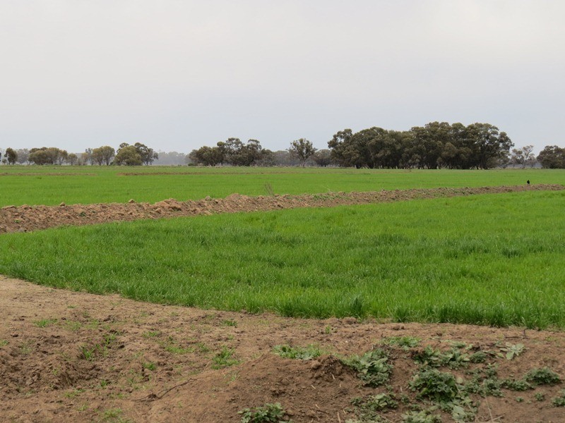 “Lynore” Wakool Road, Barham NSW 2732