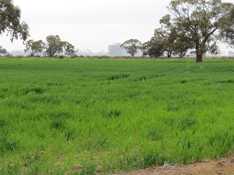 “Lynore” Wakool Road, Barham NSW 2732