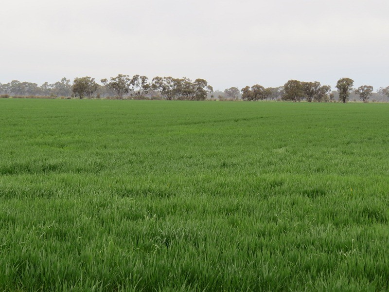 “Lynore” Wakool Road, Barham NSW 2732