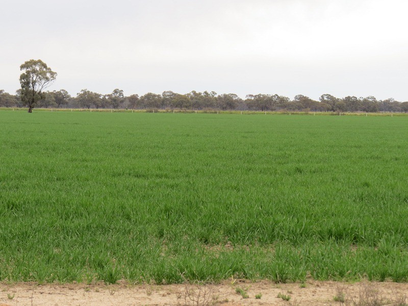 “Lynore” Wakool Road, Barham NSW 2732