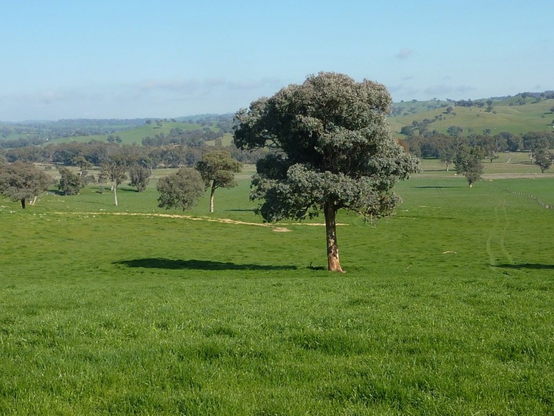 750 Humula Road ,Humula, Wagga Wagga NSW 2650