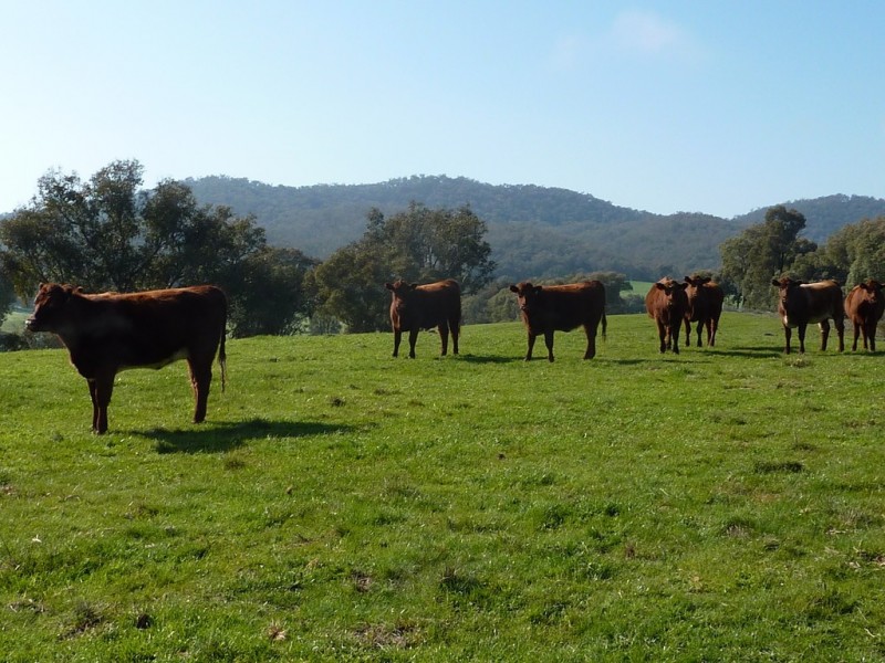 750 Humula Road ,Humula, Wagga Wagga NSW 2650