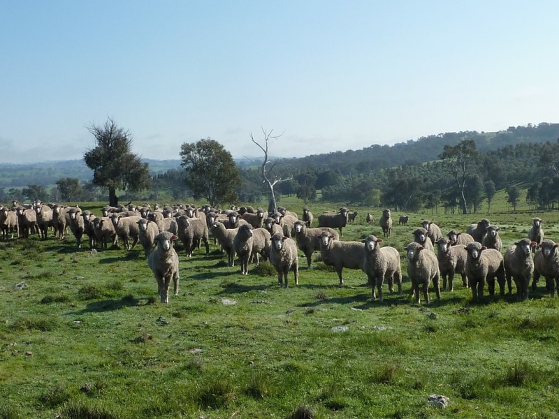 750 Humula Road ,Humula, Wagga Wagga NSW 2650