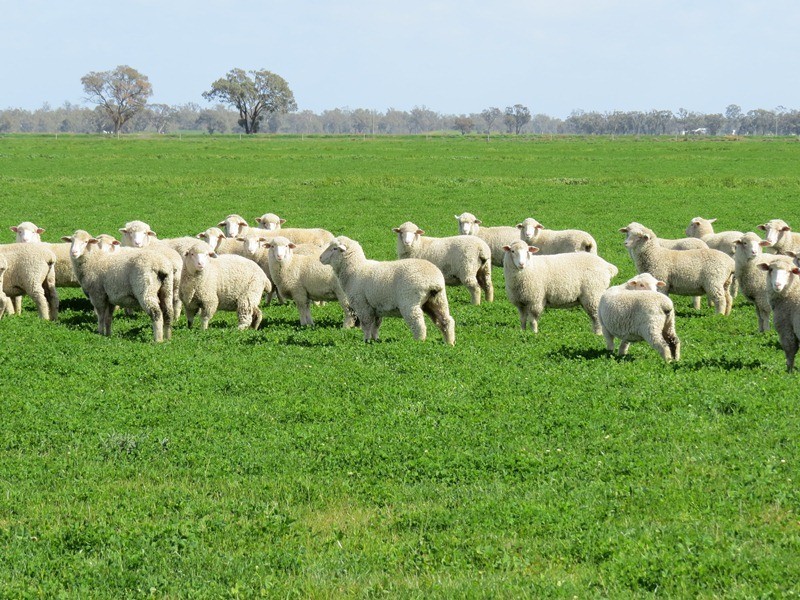 Rangemore RMB 380 Rangemore Road, Barham NSW 2732