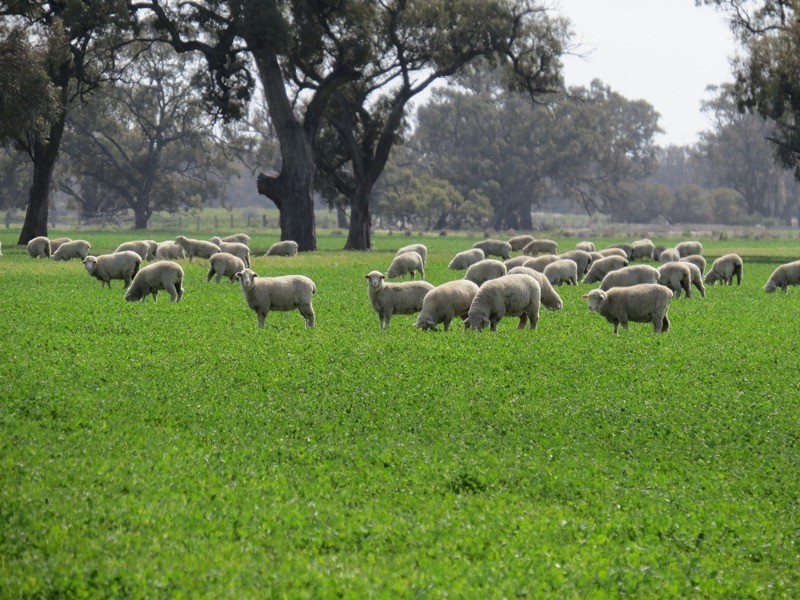 Rangemore RMB 380 Rangemore Road, Barham NSW 2732