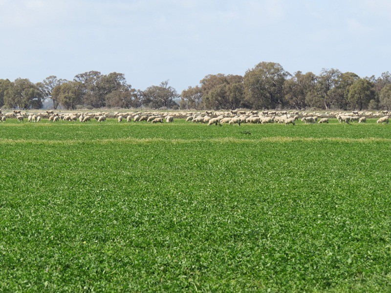 Rangemore RMB 380 Rangemore Road, Barham NSW 2732