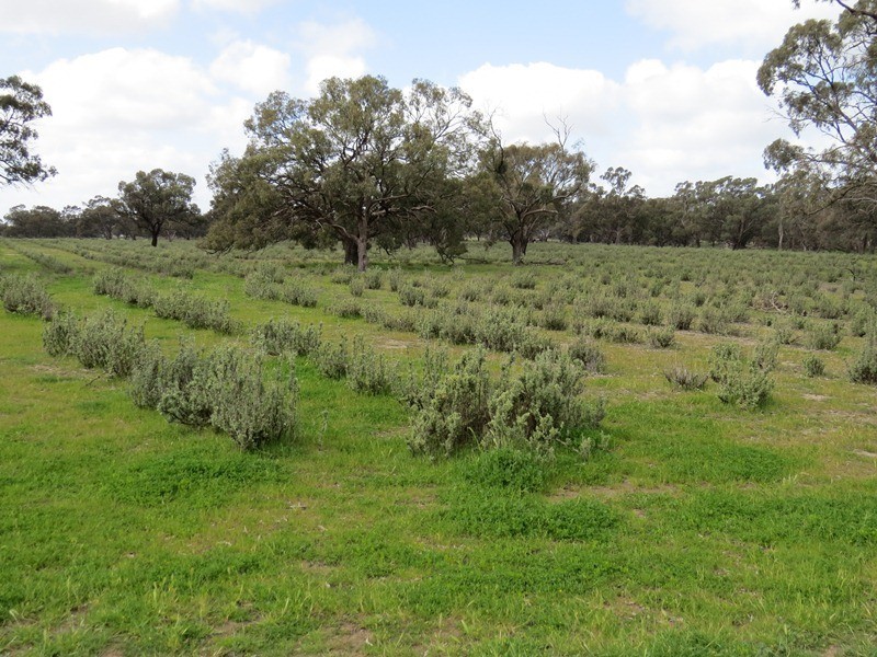 Rangemore RMB 380 Rangemore Road, Barham NSW 2732