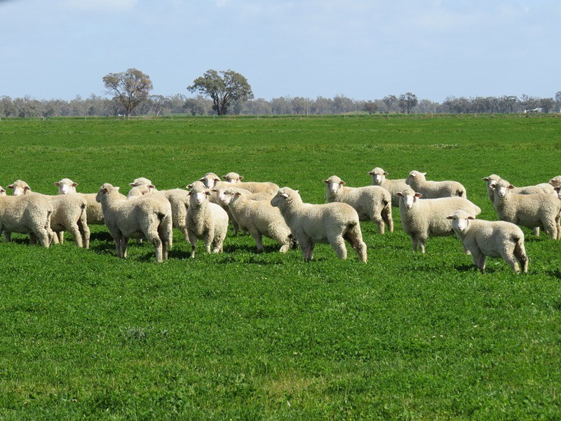 Rangemore RMB 380 Rangemore Road, Barham NSW 2732