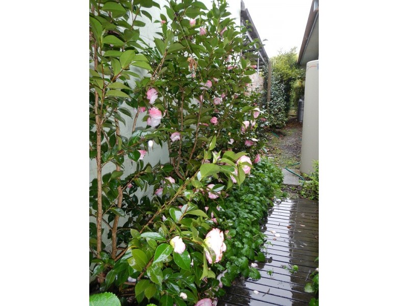 1A Station Street, Bright VIC 3741