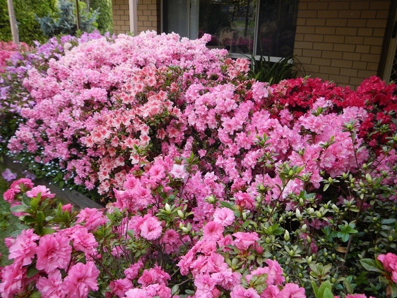 1A Station Street, Bright VIC 3741