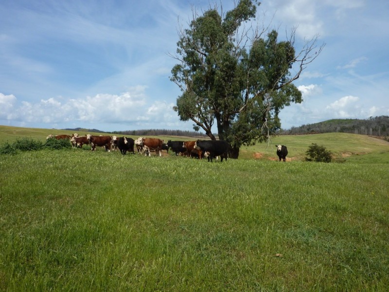 100 Humula Rd,Carabost via, Wagga Wagga NSW 2650