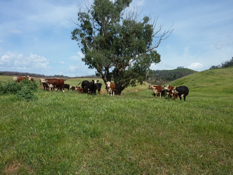 100 Humula Rd,Carabost via, Wagga Wagga NSW 2650