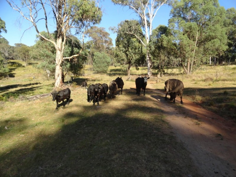 574 Firebrace Track, Granya VIC 3701