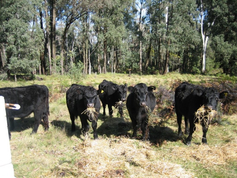 574 Firebrace Track, Granya VIC 3701