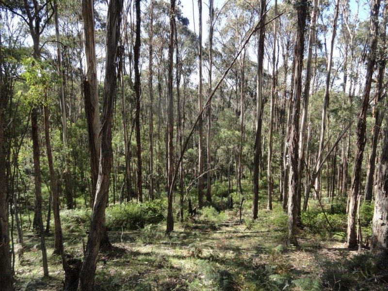 574 Firebrace Track, Granya VIC 3701