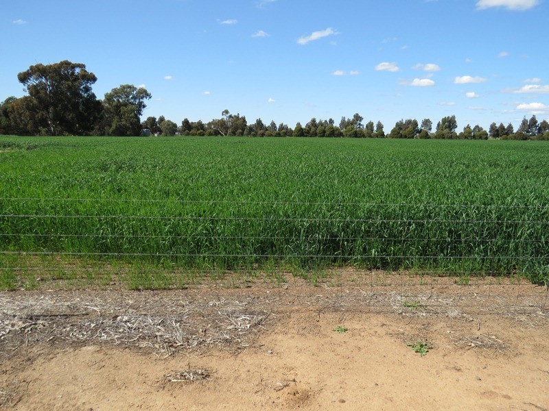 21380 Riverina Highway, Deniliquin NSW 2710