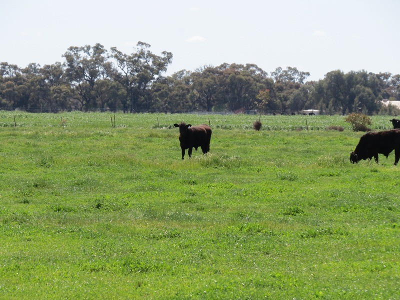 21380 Riverina Highway, Deniliquin NSW 2710