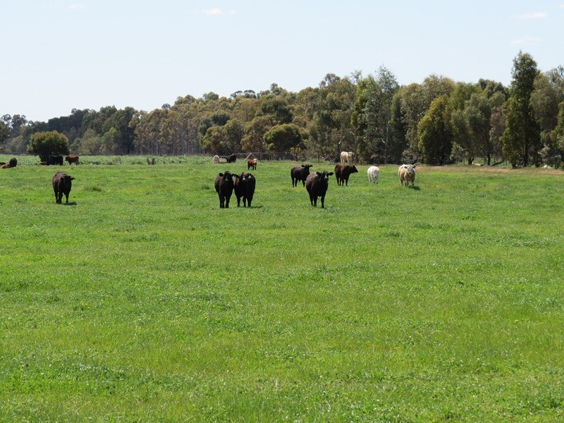 21380 Riverina Highway, Deniliquin NSW 2710