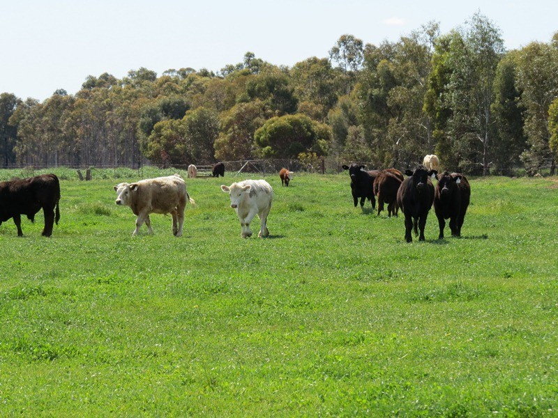 21380 Riverina Highway, Deniliquin NSW 2710