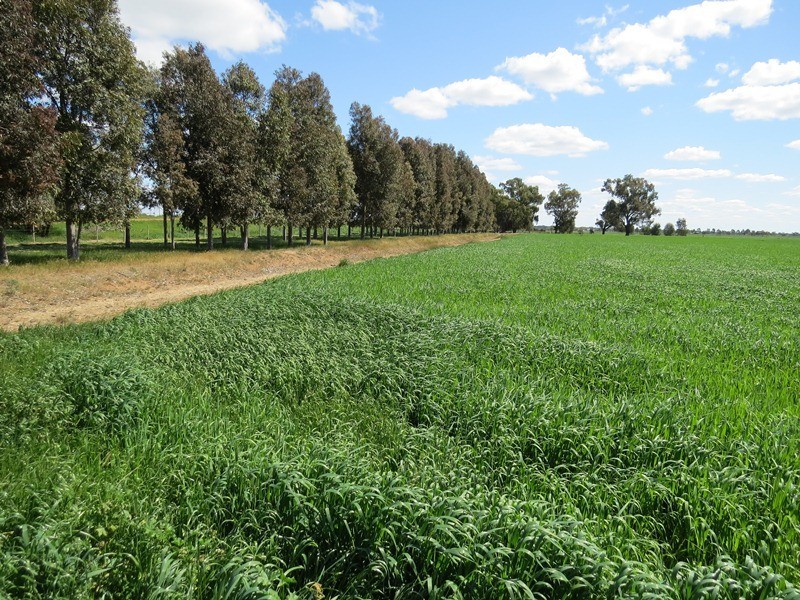 21380 Riverina Highway, Deniliquin NSW 2710