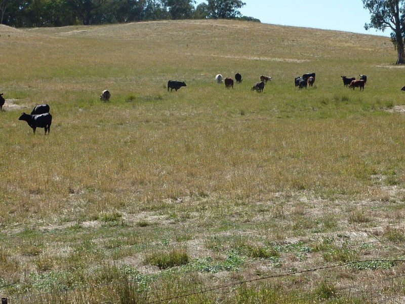 293 Cheviot Hills Rd,  Big Springs, Wagga Wagga NSW 2650