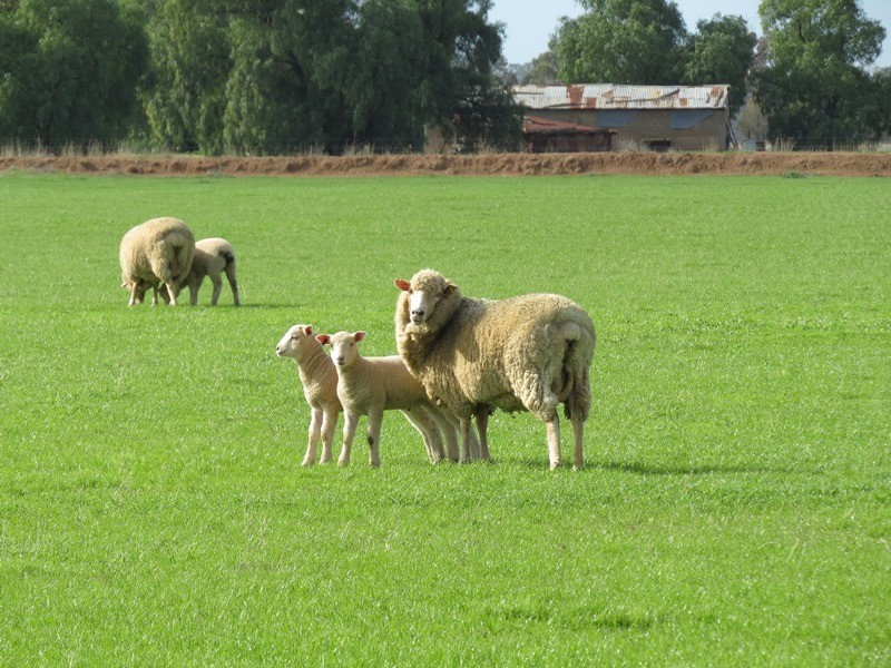 993 Hardings Road, Picola VIC 3639