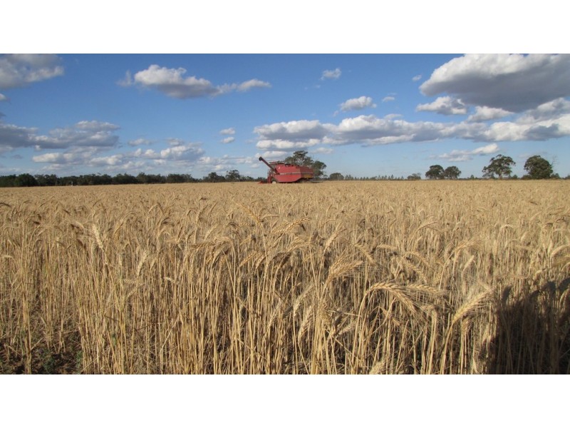 993 Hardings Road, Picola VIC 3639