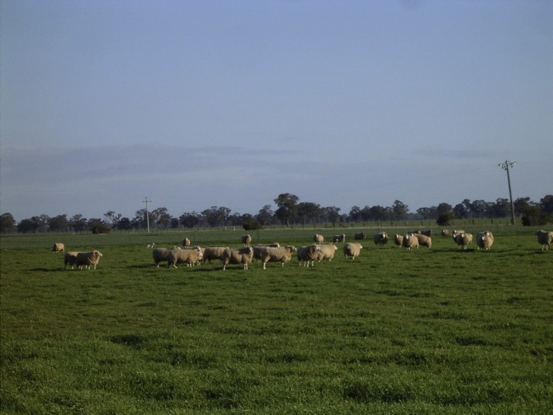 993 Hardings Road, Picola VIC 3639