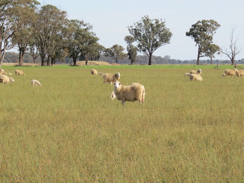 993 Hardings Road, Picola VIC 3639