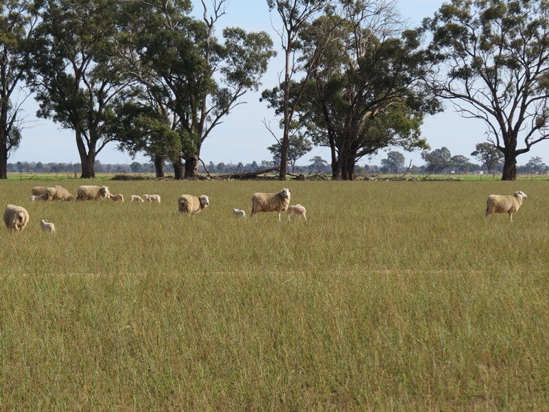 993 Hardings Road, Picola VIC 3639