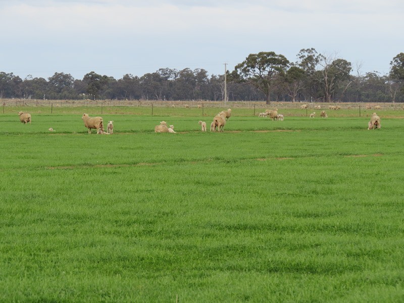 993 Hardings Road, Picola VIC 3639