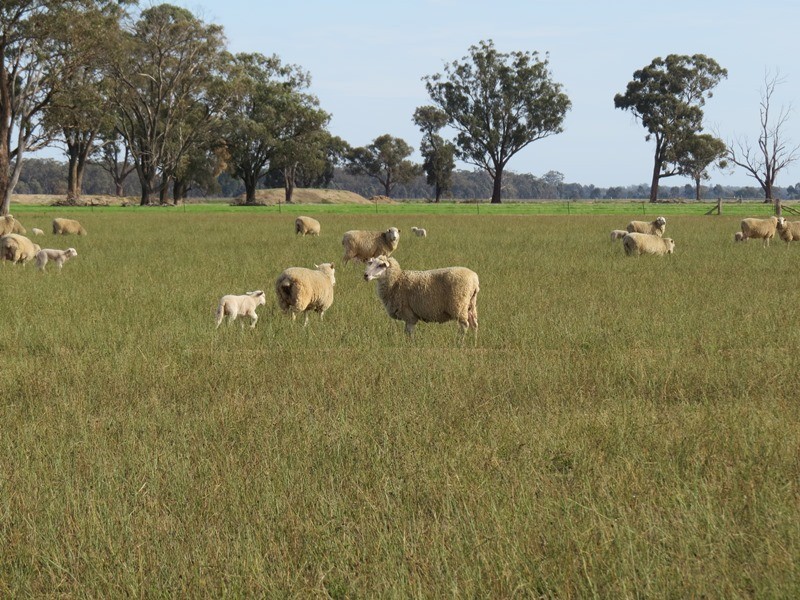 993 Hardings Road, Picola VIC 3639