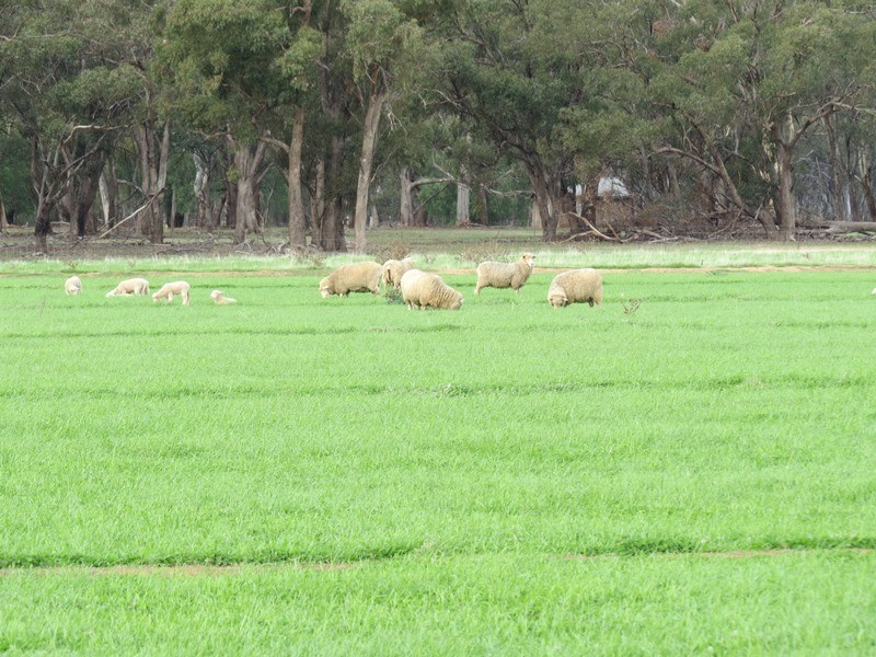 993 Hardings Road, Picola VIC 3639