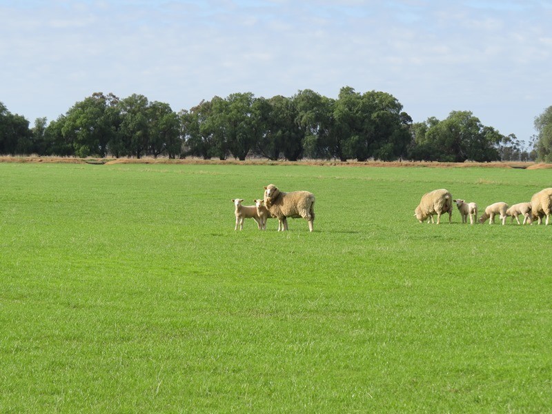 993 Hardings Road, Picola VIC 3639