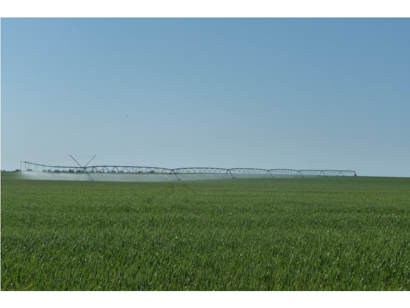 - BOREE DOWNS, Tabbita NSW 2652