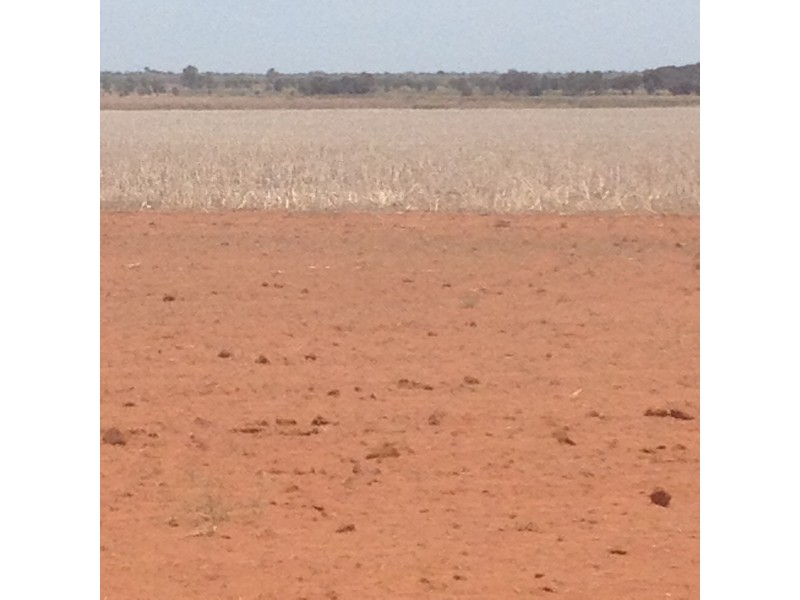 - BOREE DOWNS, Tabbita NSW 2652