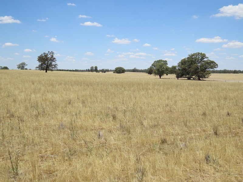 2738 CALIMO ROAD, Deniliquin NSW 2710